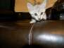 Osiris Mau Light Silver male DOB 8-7-14