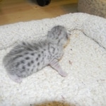 Mau Large light silver male DOB 8-7-14 003