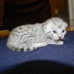 Mau Large light silver male DOB 8-7-14 007
