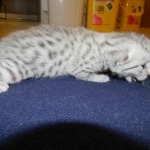 Mau Large light silver male DOB 8-7-14 009