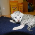 Mau Large light silver male DOB 8-7-14 011