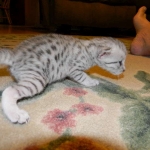 Mau Large light silver male DOB 8-7-14 015-800