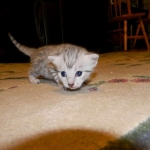 Mau Large light silver male DOB 8-7-14 016-800