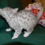 Mau Large light silver male DOB 8-7-14 021-800
