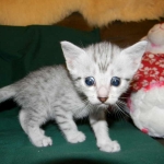 Mau Large light silver male DOB 8-7-14 022-800