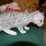 Mau Large light silver male DOB 8-7-14 024-800