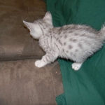 Mau Large light silver male DOB 8-7-14 031-800