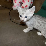 Mau Large light silver male DOB 8-7-14-800