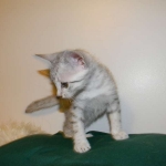 Mau Osiris light 003-800