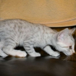 Mau Osiris light 005-800