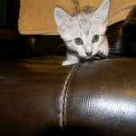 Mau Osiris light 006-800