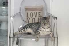 Louis, Mau, Silver, Male lightest DOB 3-23-18