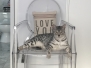 Louis, Mau, Silver, Male lightest DOB 3-23-18