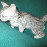 Mau, Silver, Male DOB 3-23-18