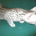 Mau, Silver, Male DOB 3-23-18