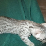 Mau, Silver, Male DOB 3-23-18