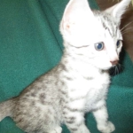 Mau, Silver, Male DOB 3-23-18