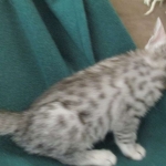 Louis, Mau, Silver, Male DOB 3-23-18