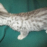 Mau, Silver, Male DOB 3-23-18