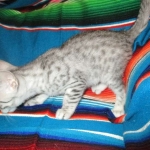 Louis, Mau, Silver, Male DOB 3-23-18