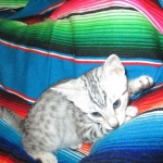 Louis, Mau, Silver, Male DOB 3-23-18