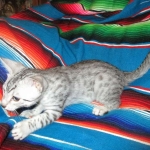 Louis, Mau, Silver, Male DOB 3-23-18