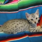 Louis, Mau, Silver, Male DOB 3-23-18