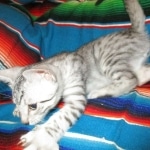 Louis, Mau, Silver, Male DOB 3-23-18