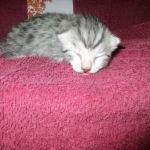 Mau, Silver, Male DOB 3-23-18