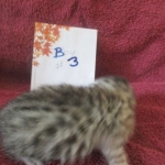 Mau, Silver, Male DOB 3-23-18