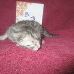 Mau, Silver, Male DOB 3-23-18