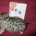 Mau, Silver, Male DOB 3-23-18