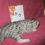 Mau, Silver, Male DOB 3-23-18