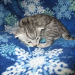 Mau, Silver, Male DOB 3-23-18