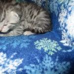 Mau, Silver, Male DOB 3-23-18