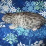 Mau, Silver, Male DOB 3-23-18