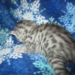 Mau, Silver, Male DOB 3-23-18