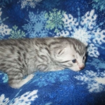 Mau, Silver, Male DOB 3-23-18