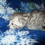 Mau, Silver, Male DOB 3-23-18