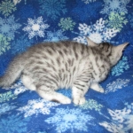 Mau, Silver, Male DOB 3-23-18