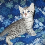 Mau, Silver, Male DOB 3-23-18