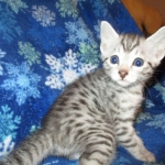 Mau, Silver, Male DOB 3-23-18