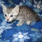 Mau, Silver, Male DOB 3-23-18