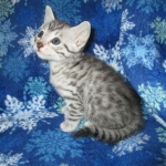 Mau, Silver, Male DOB 3-23-18