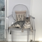 Louis, Mau, Silver, Male DOB 3-23-18