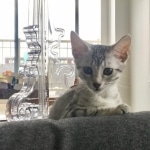 Louis, Mau, Silver, Male DOB 3-23-18