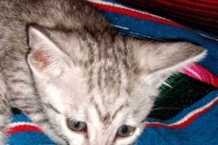 Sky Egyptian Mau  Silver Male Mau DOB 4-23-20