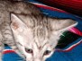 Sky Egyptian Mau  Silver Male Mau DOB 4-23-20