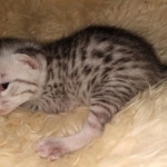 Sky, Mau, Silver male, DOB 4-23-20