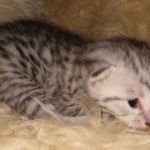 Sky, Mau, Silver male, DOB 4-23-20